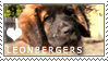 leonberger_puppy_love_stamp_by_cloudrat.gif