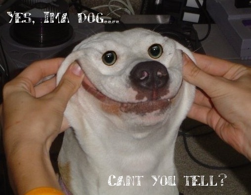 funniest_dog_face_ever__by_showjumper330-d4qcu9m.jpg