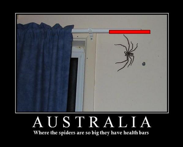 australian_spiders__by_calimniat.jpg