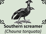 Southern screamer (Chauna torquata) by PhotoDragonBird