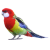 Parrot-Bird icon.2