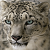 Snow Leopard Icon 3