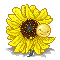 sunflower- revamped by mintyy