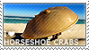 I love Horseshoe Crabs by WishmasterAlchemist