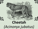 Cheetah (Acinonyx jubatus) by PhotoDragonBird
