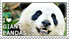 I love Giant Pandas by WishmasterAlchemist
