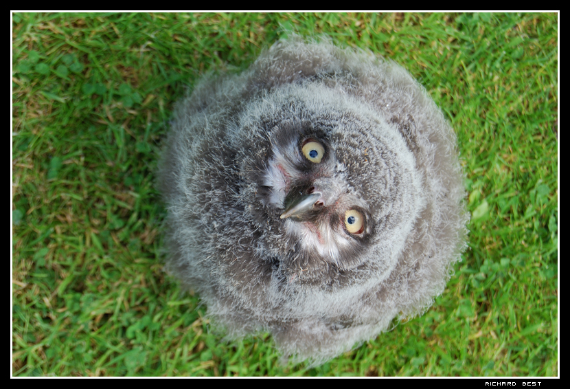 Baby Snowy Owl 3 by Engelsman on DeviantArt