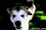 Husky-GIF3 by qaydog